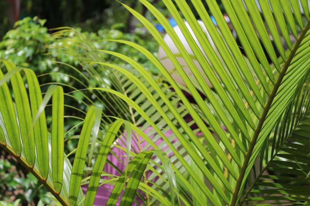 Bed and Breakfast Sugar Plum Macedo Palms Бага Экстерьер фото